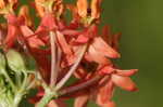 Fewflowered milkweed